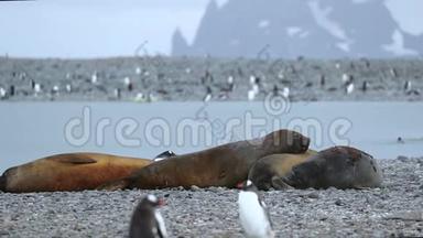 海豹被一群企鹅<strong>包围</strong>着。 安德列夫。